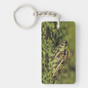 Porte-clés Rio Grande Leopard Frog, Rana berlandieri,