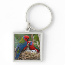 Rosella