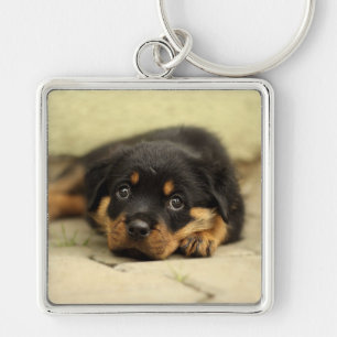 Porte-clés Rottweiler20150901