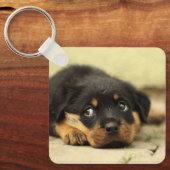 Porte-clés Rottweiler Puppy (Recto)