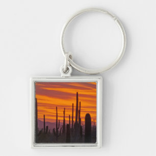 Porte-clés Saguaro, coucher de soleil, Parc national de Sagua