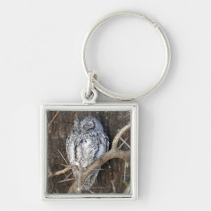 Porte-clés Scops-Hibou africain, parc national de Kruger, sud