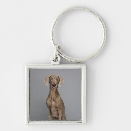 Porte-clés Séance de Weimaraner, tir de studio (Devant)