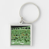 Porte-clés Section transversale de feuille (Devant)