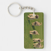 Porte-clés Shar Pei chiots joueurs (Devant)