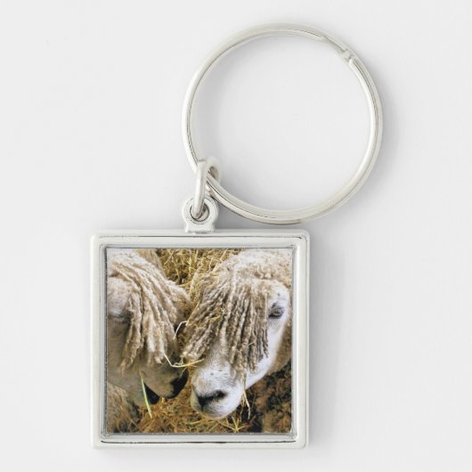 PORTE-CLÉS SHEEP (Devant)