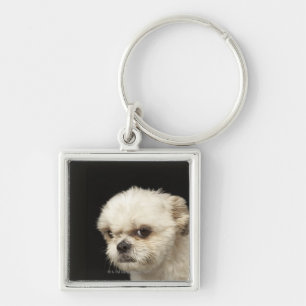 Porte-clés Shih blanc fâché Tzu avec les yeux bruns