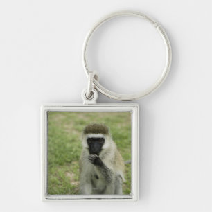 Porte-clés Singe de Vervet mangeant, Afrique