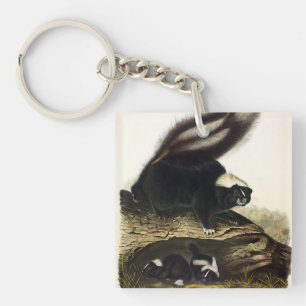 Porte-clés Skunk américaine commune ou Striped Skunk, par Aud