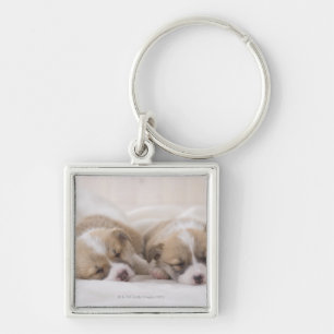 Porte-clés Sommeil de deux corgis de Gallois
