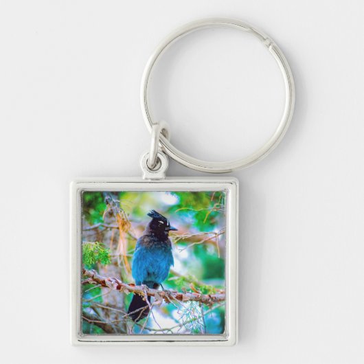 Porte-clés Steller's Jay - Photographie originale (Devant)