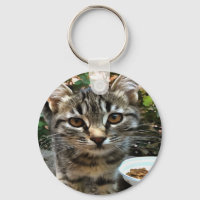 Tabby Cat Kitten Faire contact visuel