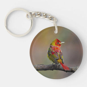 Porte-clés Tangara écarlate en mue - Photographie originale
