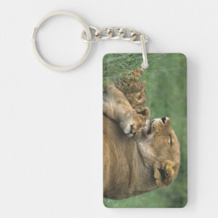 Porte-clés Tanzanie, cratère du Ngorongoro. Lionne africaine