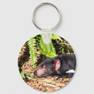 Porte-clés Tasmanian Devil Basking in the Sunlight