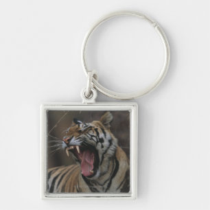 Porte-clés Tigre CUB baîllant