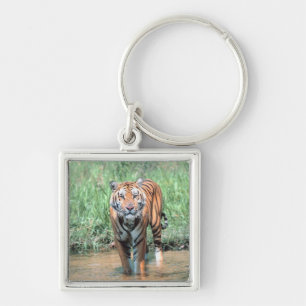 Porte-clés Tigre dans l'eau