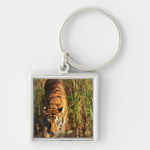 Porte-clés Tigre de Bengale dans les marécages