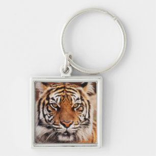Porte-clés Tigre de Sumatra