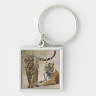 Porte-clés Tigre du Bengale royal et jeune, Ranthambhor