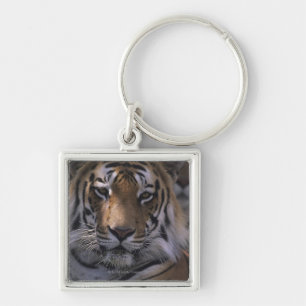 Porte-clés Tigre (Panthera le Tigre), plan rapproché de têt