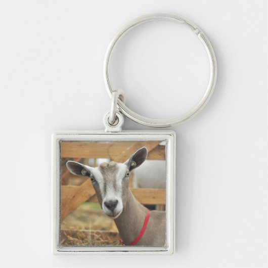 Porte-clés Toggenburg Dairy Chèvre Doe (Devant)