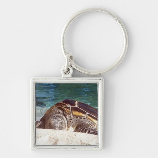 Porte-clés Tortue de mer au repos (Devant)