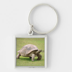 Porte-clés Tortue géante marchant sur l'herbe