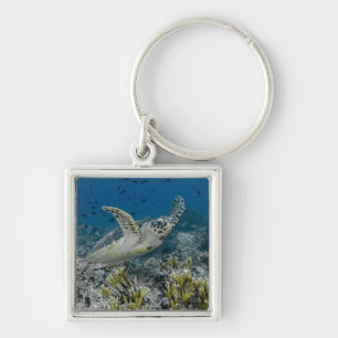 Porte-clés Tortue imbriquée nageant
