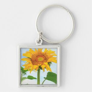 Porte-clés Tournesol, jardin communautaire, Moses Lake, WA, É