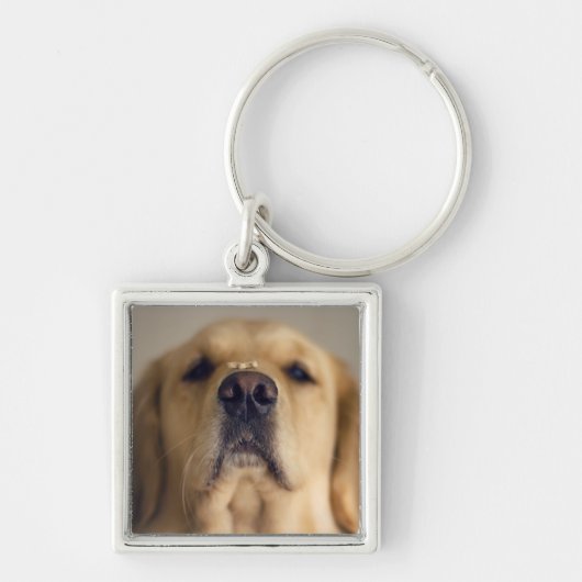 Porte-clés Traitement d'équilibre Golden Retriever sur le nez (Devant)