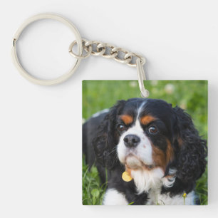 Porte-clés Tri Color Cavalier King Charles Spaniel Dog