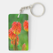Porte-clés Tritome (Kniphofia Uvaria), Cap-Occidental (Dos)
