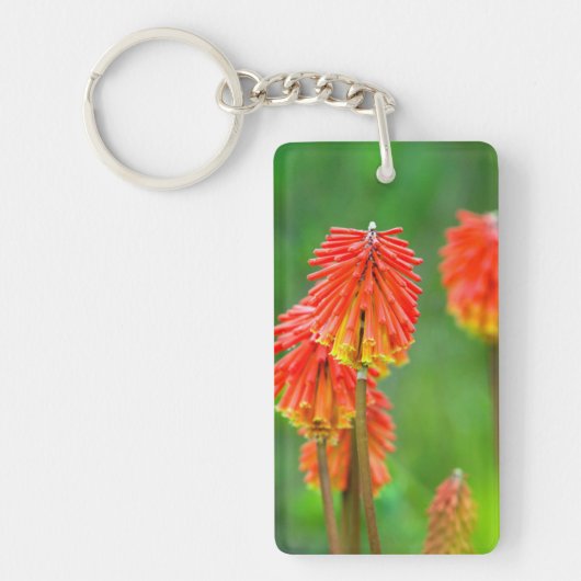 Porte-clés Tritome (Kniphofia Uvaria), Cap-Occidental (Devant)