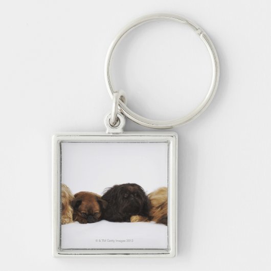 Porte-clés Trois chiens de Pekingese et carlin simple se (Devant)