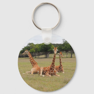 Porte-clés Trois girafe à Fossil Rim