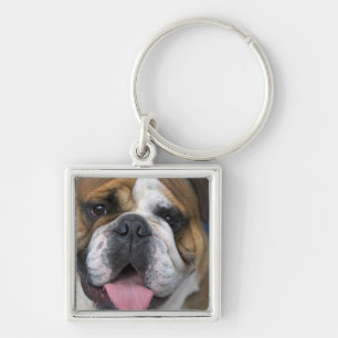 Porte-clés Un bouledogue anglais en Belgique.