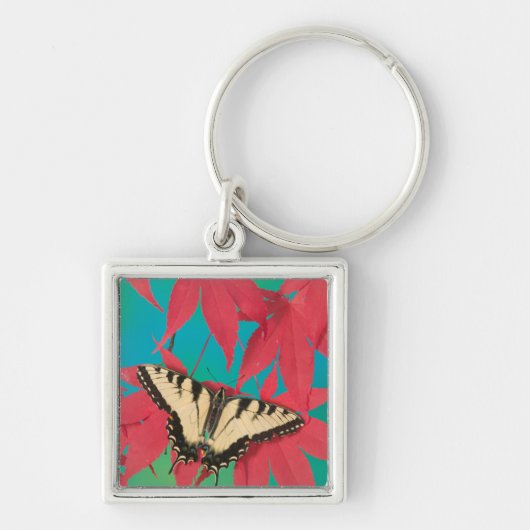Porte-clés Un papillon swallowtail tigre canadien (Devant)