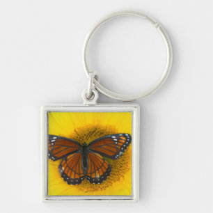 Porte-clés Un papillon vice-roi   Limenitis archippus