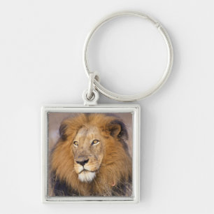 Porte-clés Un portrait d'un Lion regardant au loin