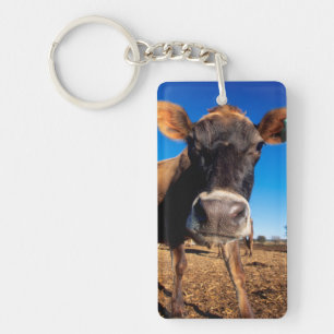 Porte-clés Une vache jersiaise curieuse