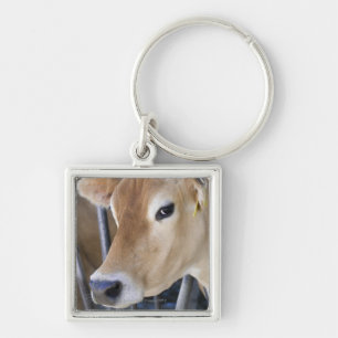 Porte-clés Vache laitière du Jersey avec la tête dans la