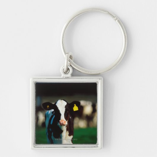 Porte-clés Veau de frison du Holstein (Devant)