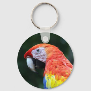 Porte-clés visage de scarlet macaw
