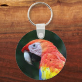 Porte-clés visage de scarlet macaw (Recto)