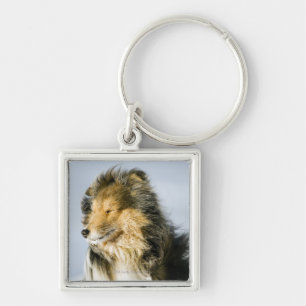 Porte-clés Vue de chien de berger de Shetland
