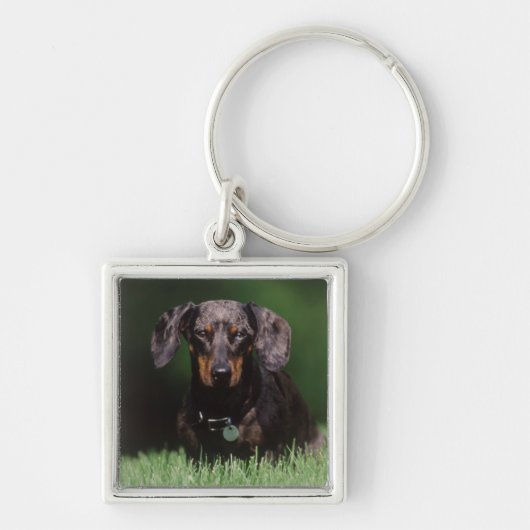 Porte-clés Vue de Dachshund couleur panachée (Devant)