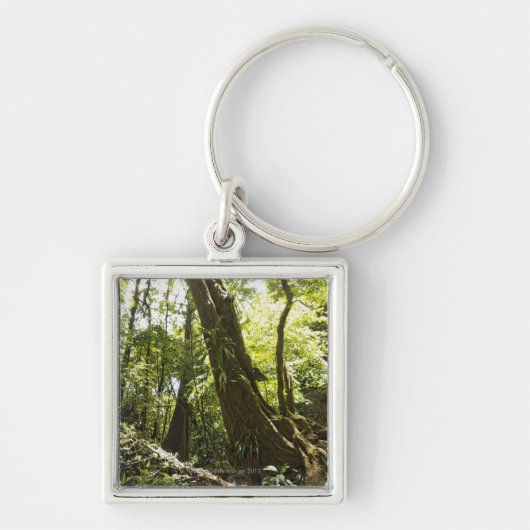 Porte-clés vue de forêt tropicale, Dominique (Devant)