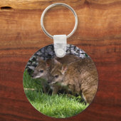 Porte-clés Wallabies (Recto)