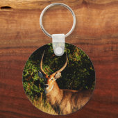 Porte-clés Waterbuck - harengs pour animaux de safari (Recto)